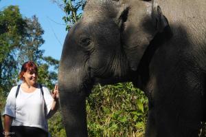 Kulen Mountain,Elephant Forest Sanctuary,